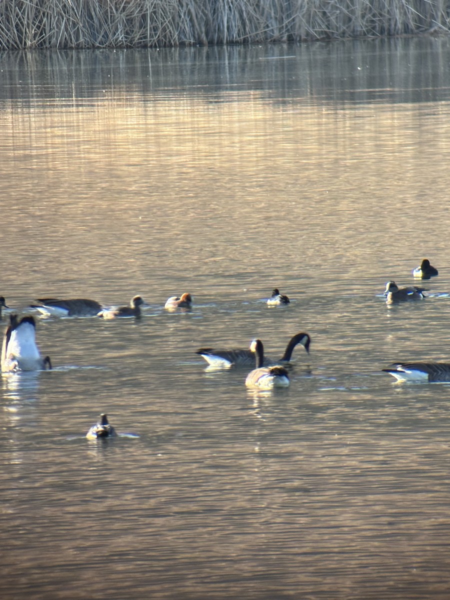 Pfeif- x Kanadapfeifente (Hybrid) - ML646956725