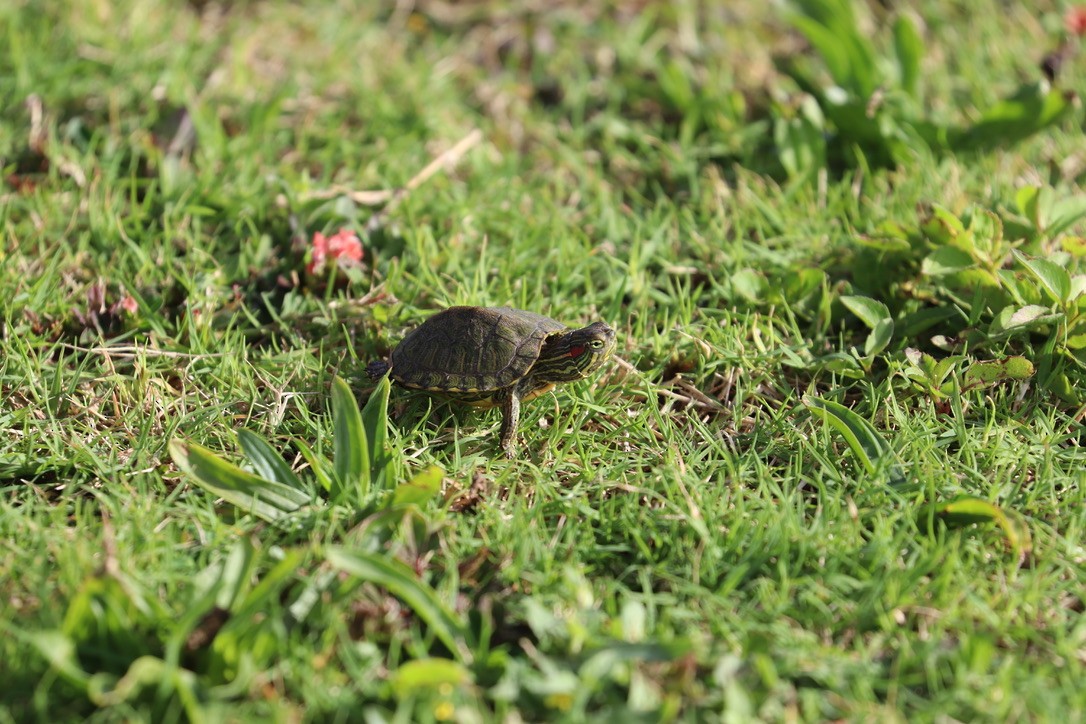 Reptiles - ML646956726