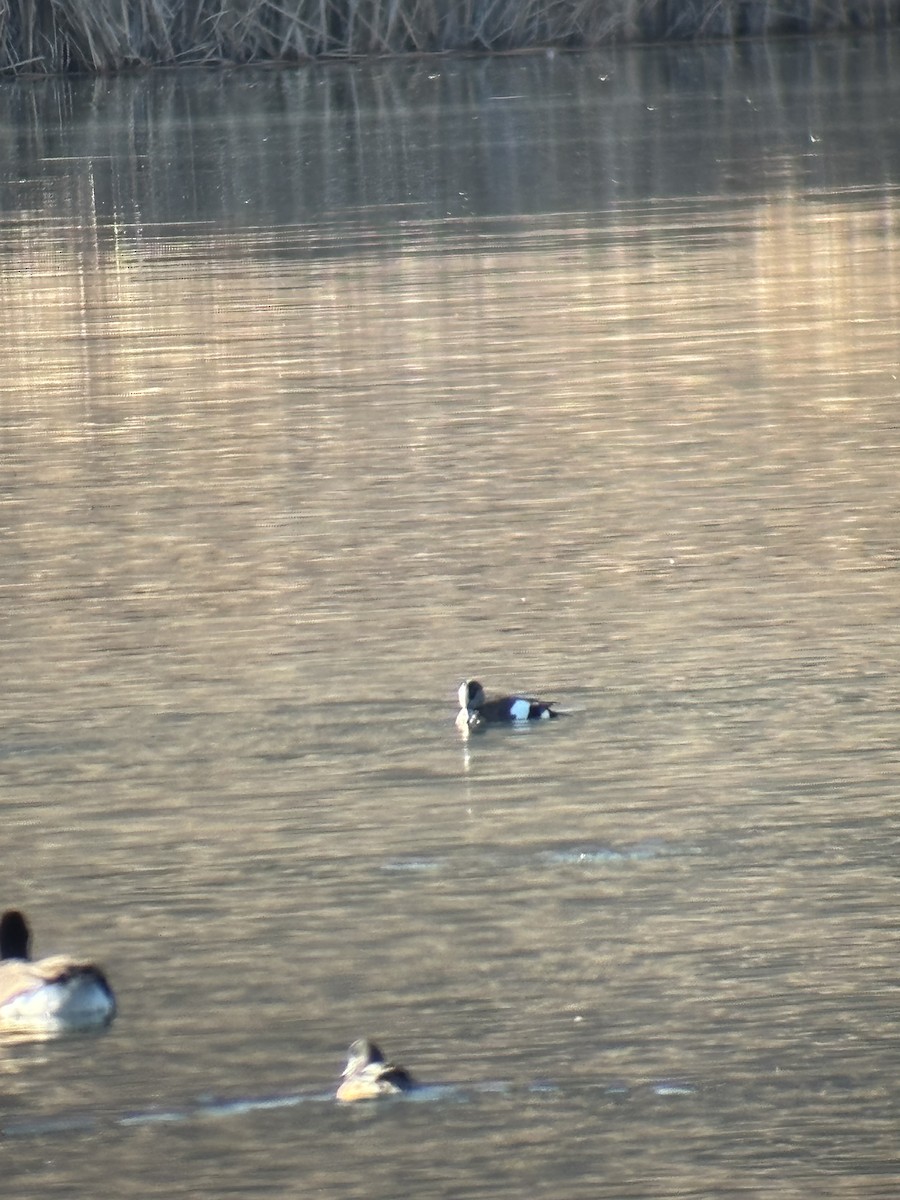 Amerika Fiyusu - ML646956728