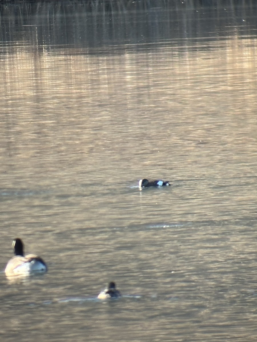 Amerika Fiyusu - ML646956729