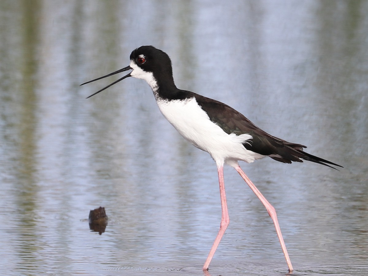 Black-necked Stilt (Hawaiian) - ML646956730