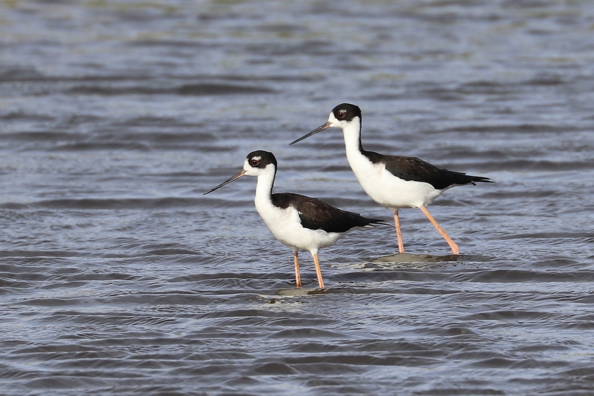 Black-necked Stilt (Hawaiian) - ML646956731