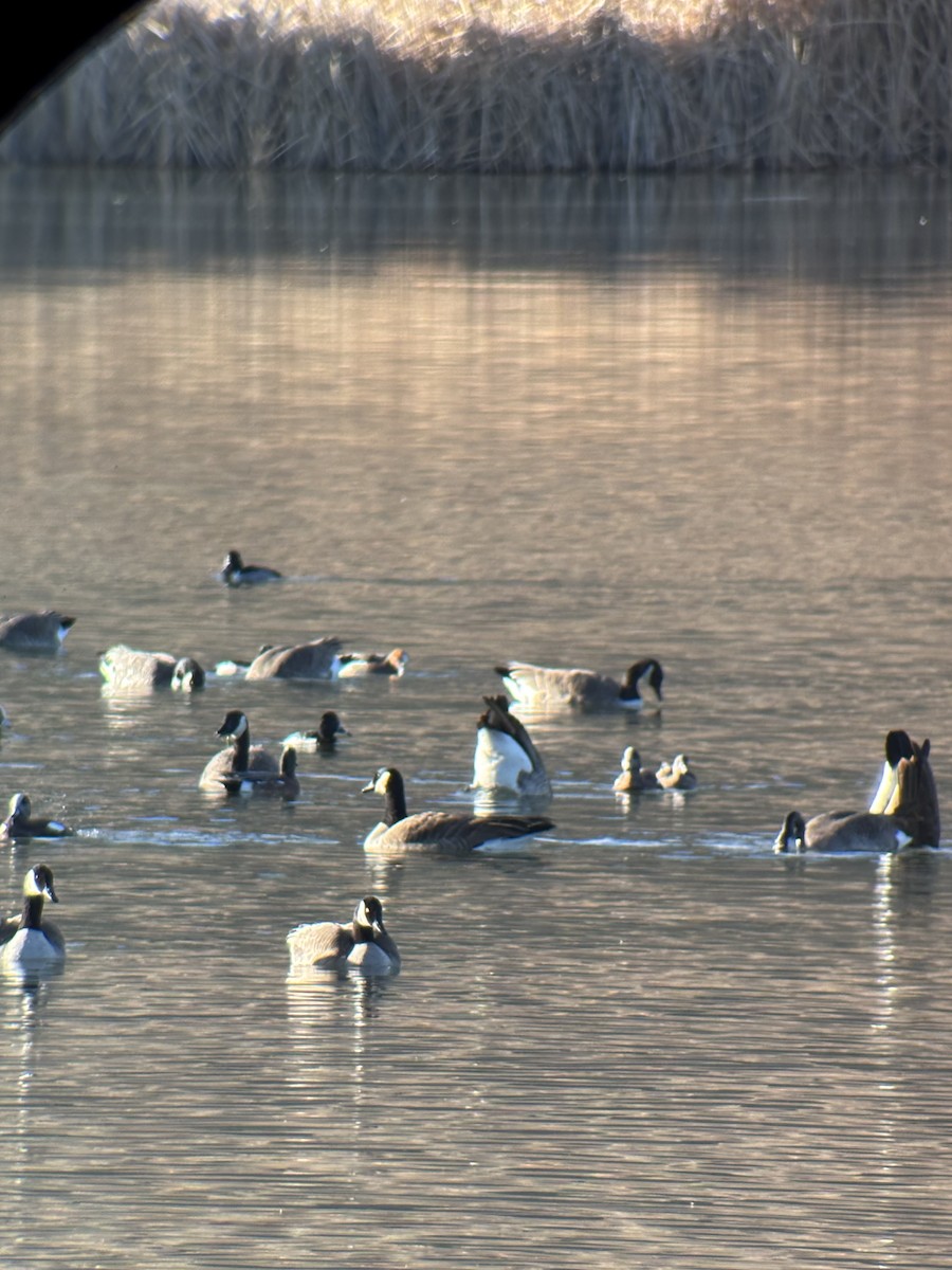 Kanadagans - ML646956732