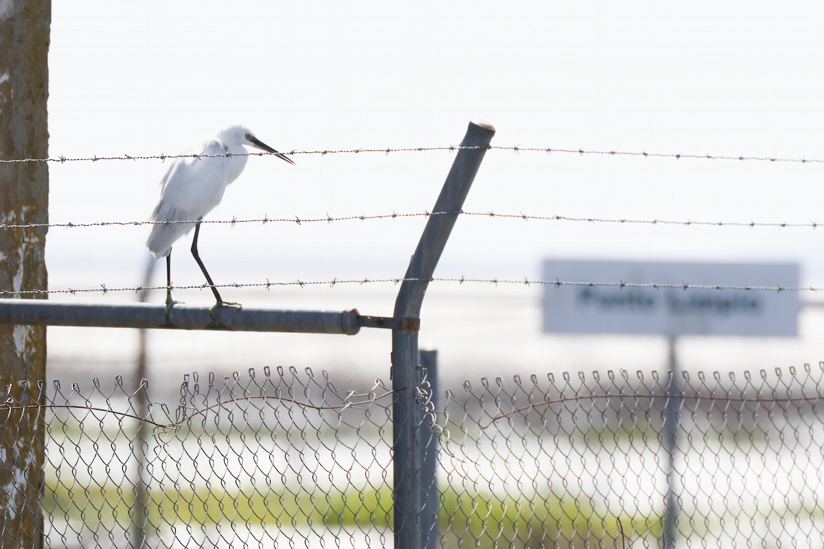 Seidenreiher - ML646956745