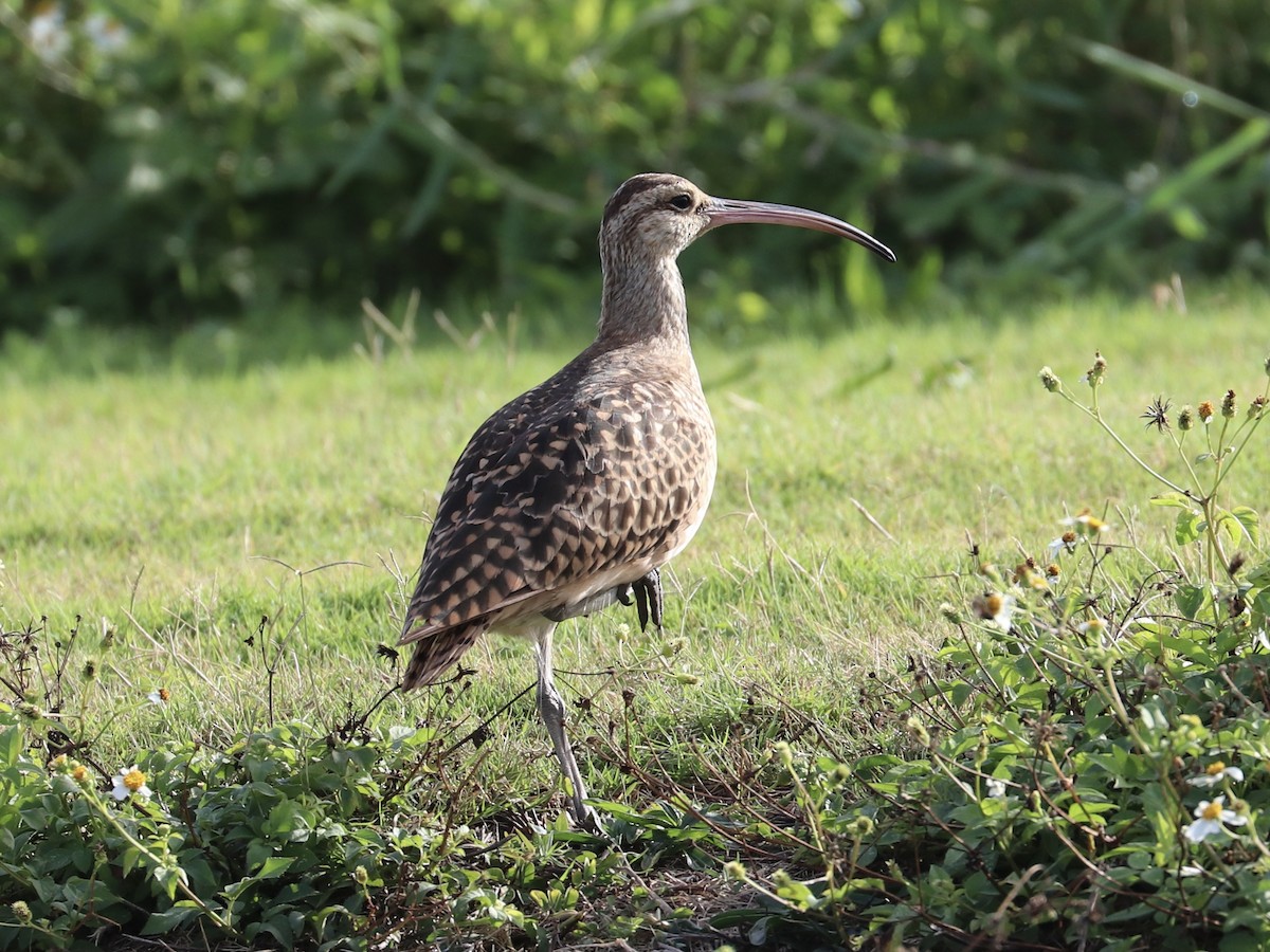 Bristle-thighed Curlew - ML646956746