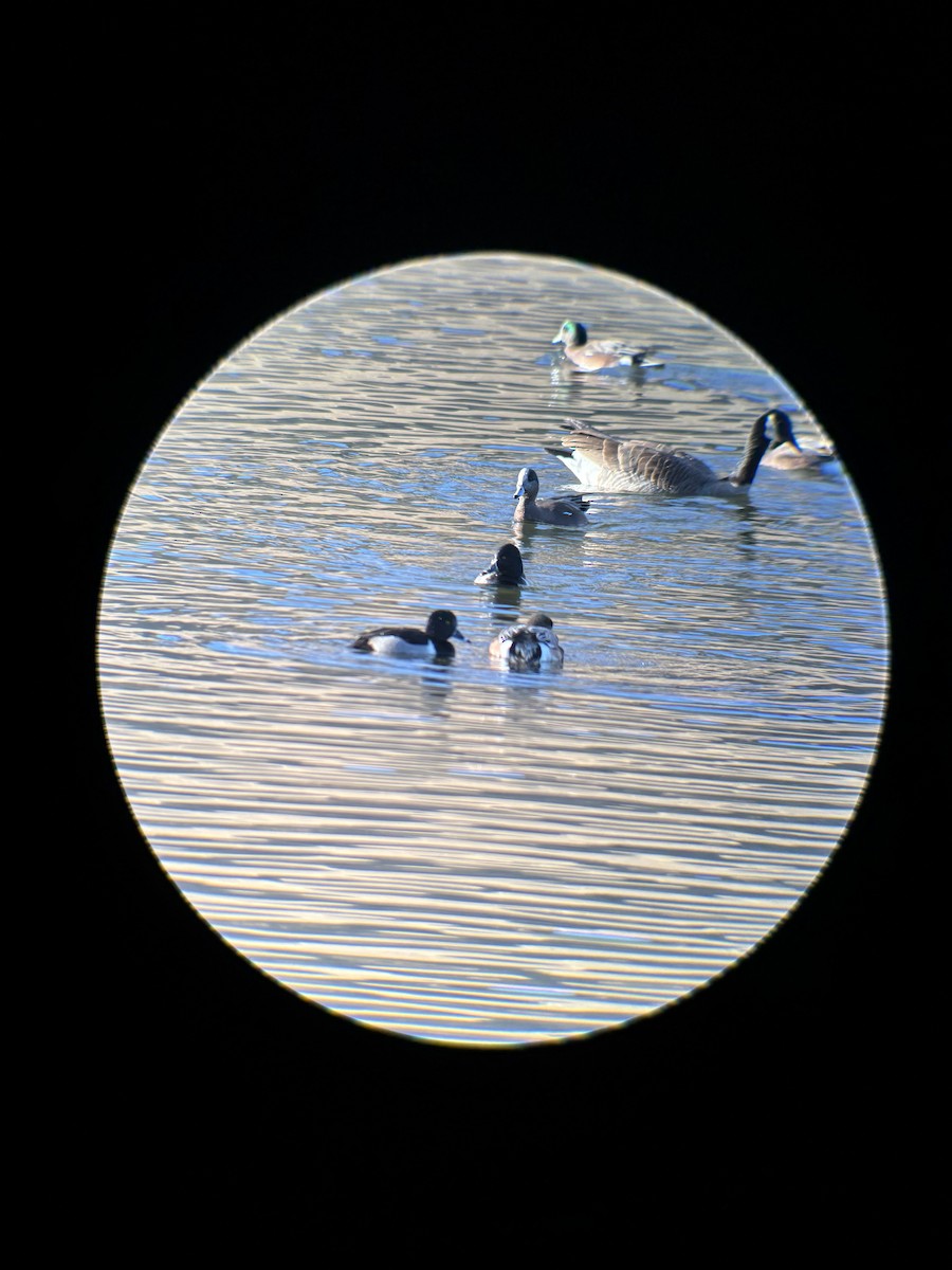 Ringschnabelente - ML646956747