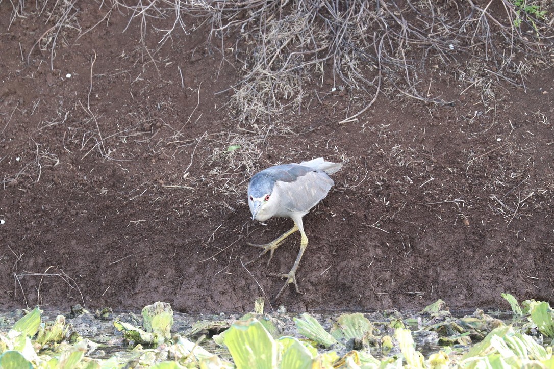 Ногоовор зашин - ML646956748