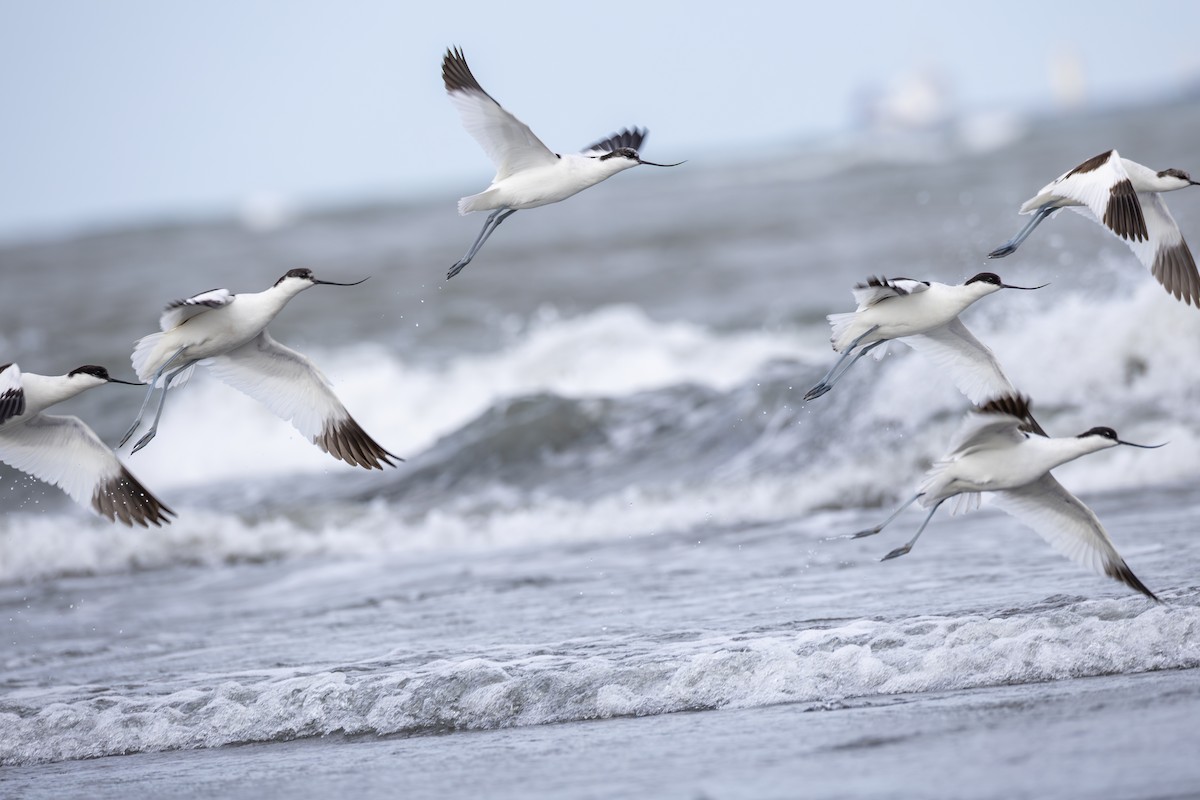 Avocette élégante - ML646956755