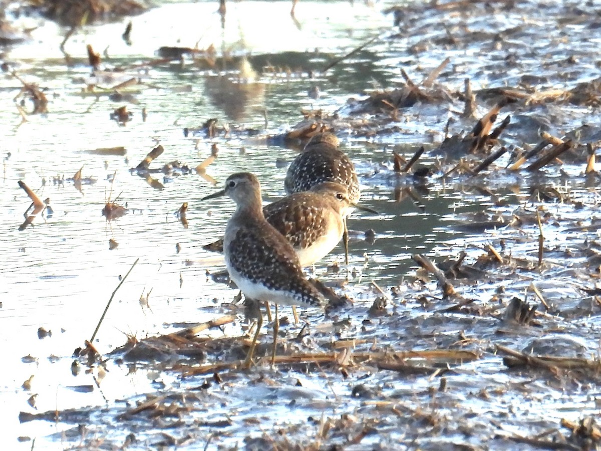 Wood Sandpiper - ML646956756