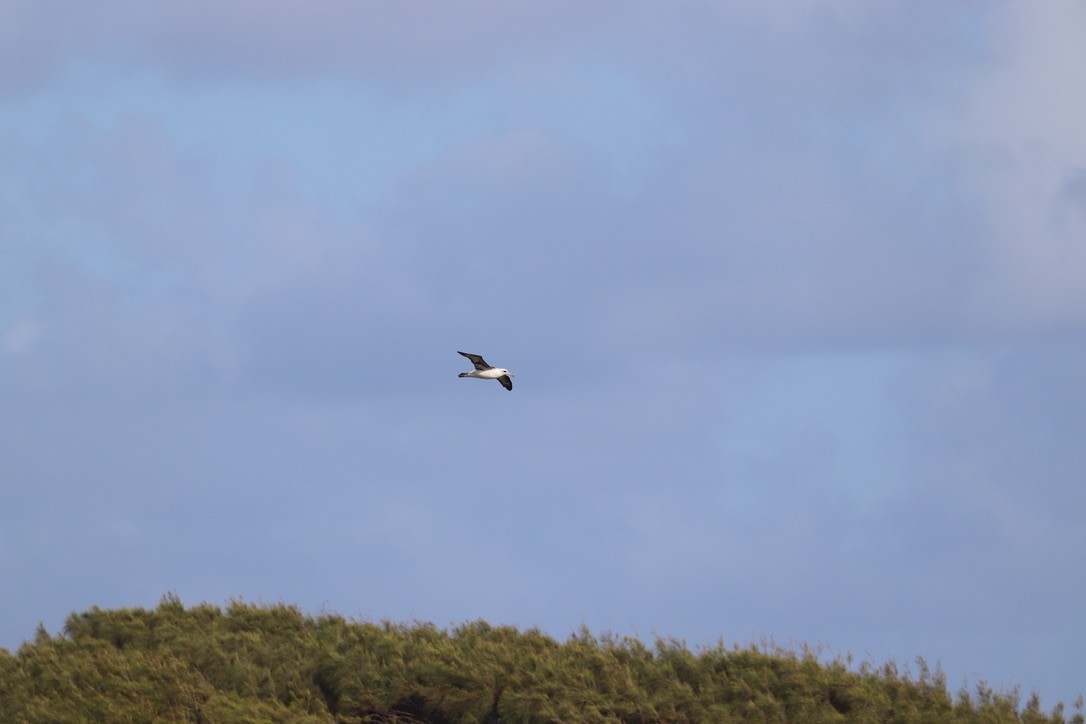 Laysan Albatross - ML646956757