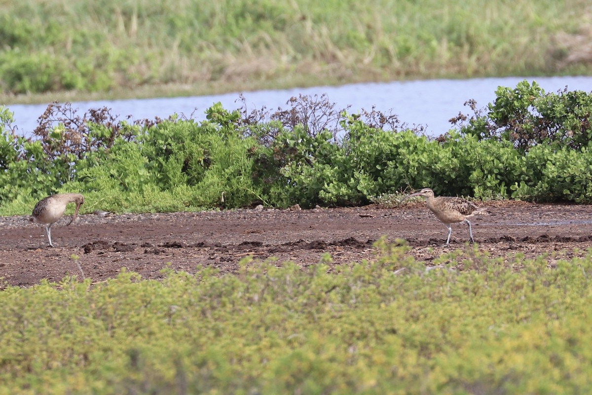 Bristle-thighed Curlew - ML646956760