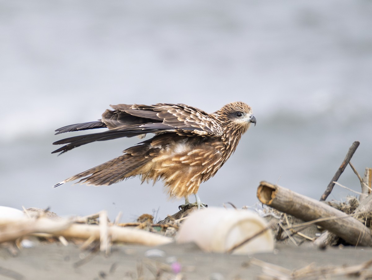 svartglente (lineatus/formosanus) (asiasvartglente) - ML646956763
