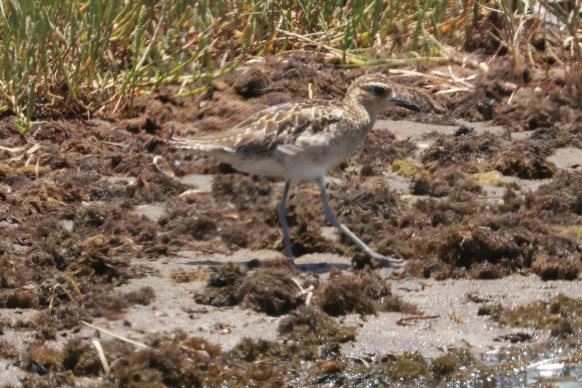Chorlito Dorado Siberiano - ML646956765