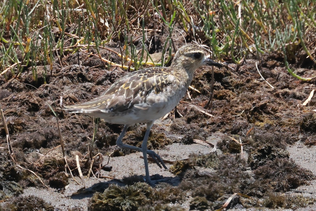 Chorlito Dorado Siberiano - ML646956766
