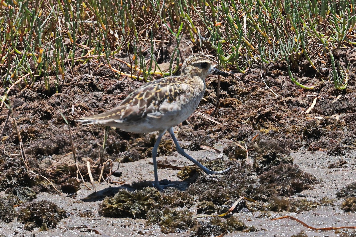 Chorlito Dorado Siberiano - ML646956768