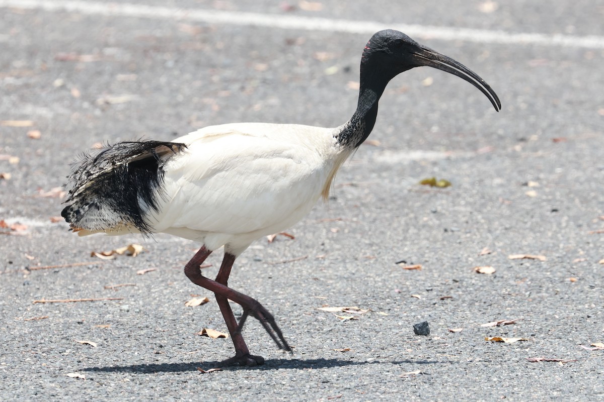 Ibis Moluqueño - ML646956770