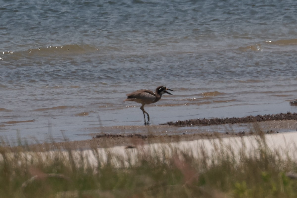 Alcaraván Piquigrueso Australiano - ML646956771