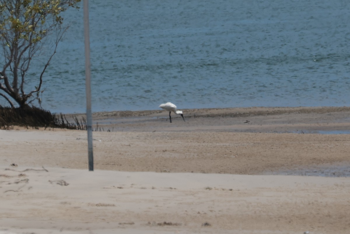 Espátula Real - ML646956777