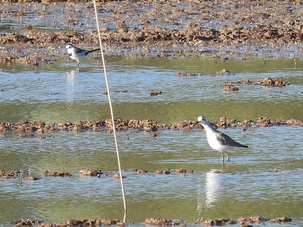 Marsh Sandpiper - ML646956779