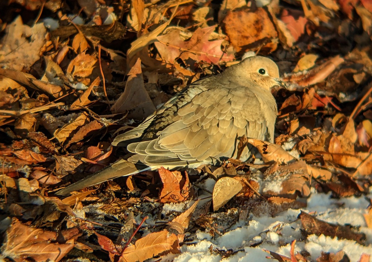 Zenaida Huilota - ML646956784