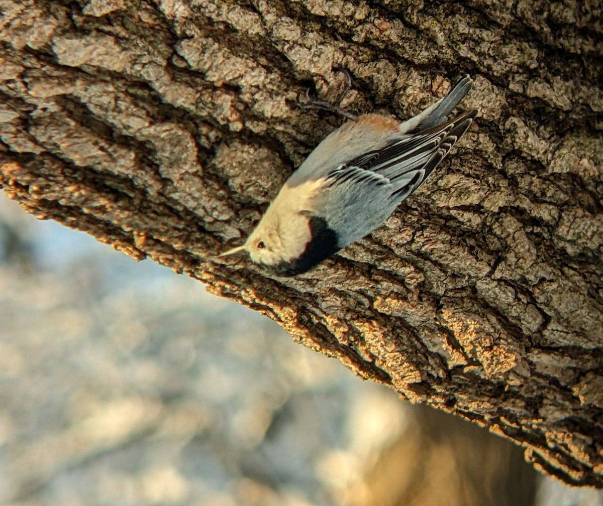 White-breasted Nuthatch - ML646956791