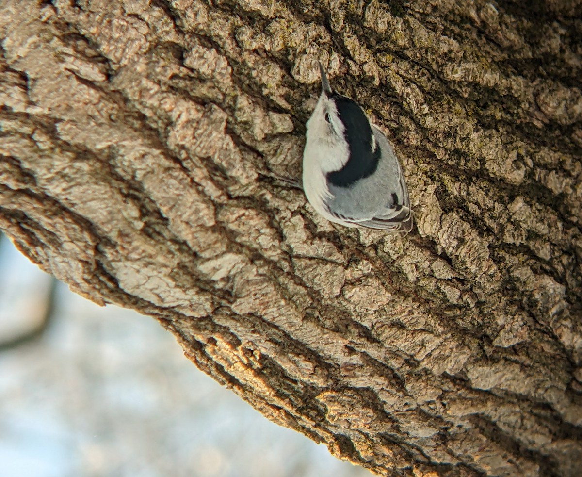 White-breasted Nuthatch - ML646956792