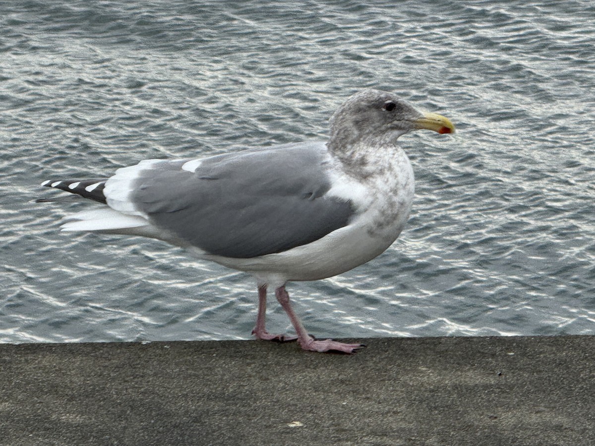 gull sp. - ML646956804