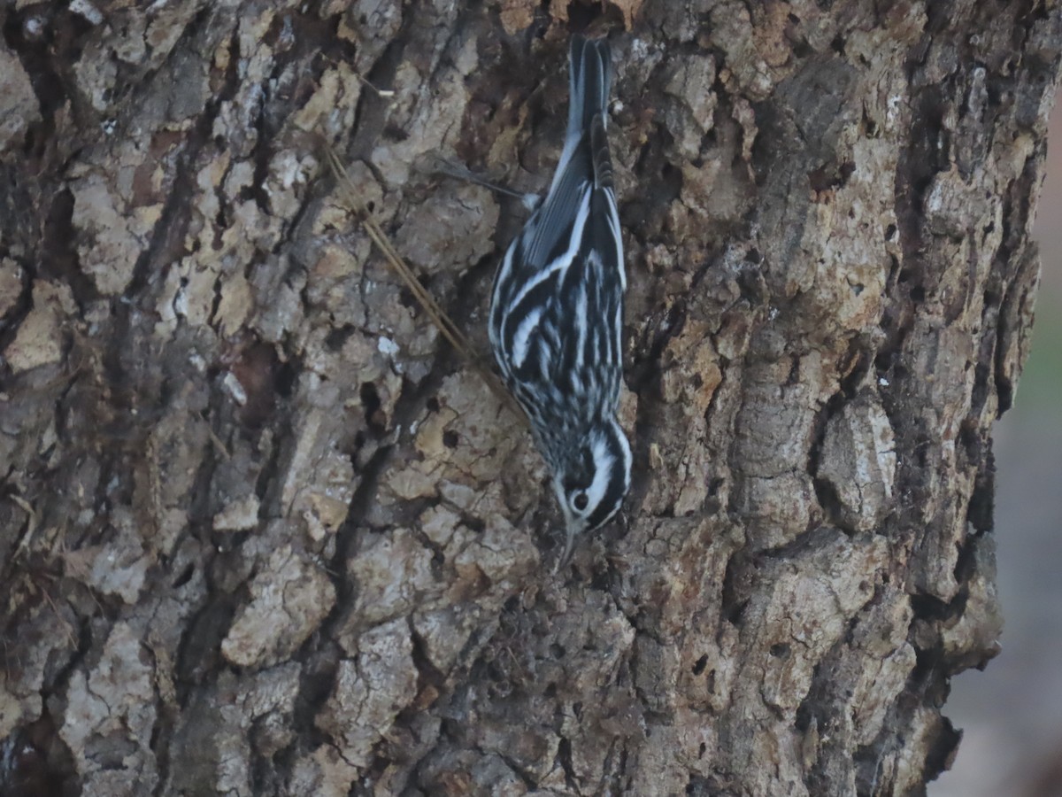 klatreparula - ML646956806