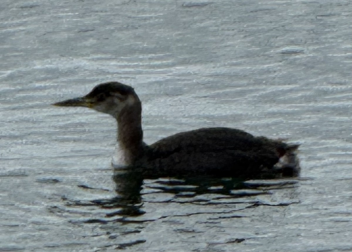 Red-necked Grebe - ML646956807