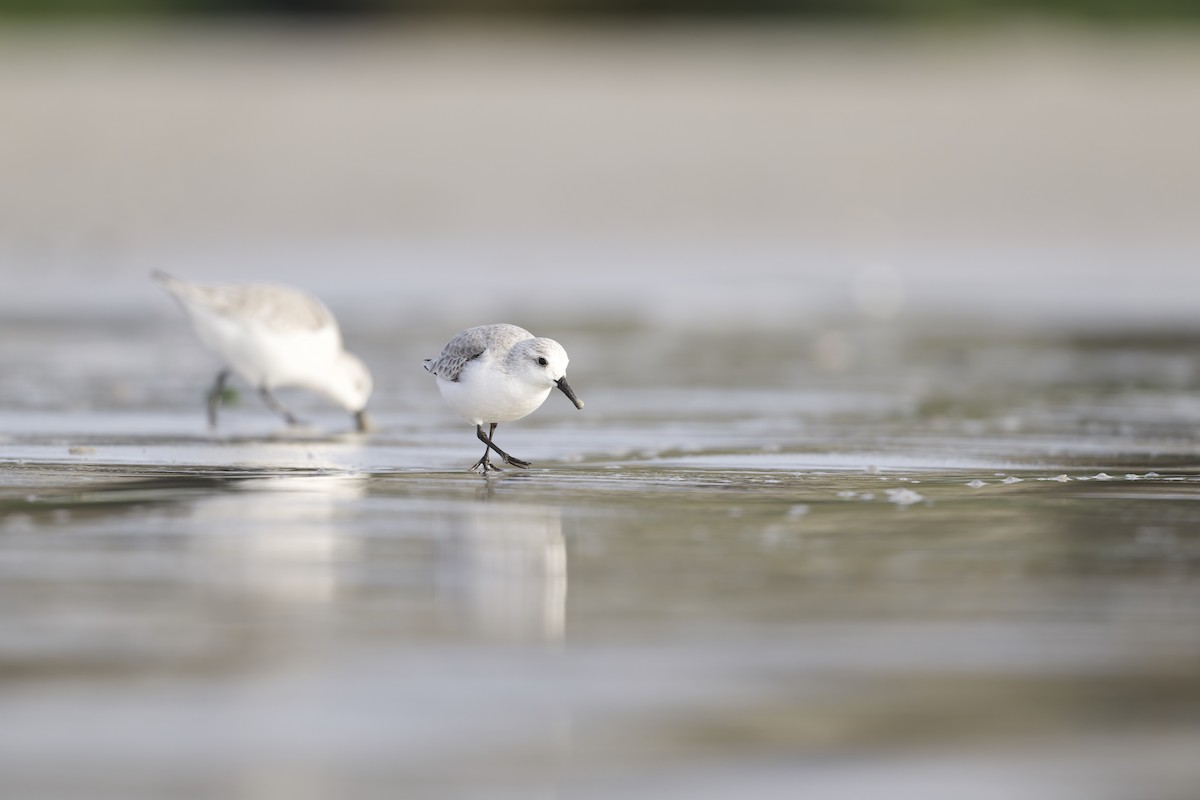 Sanderling - ML646956808