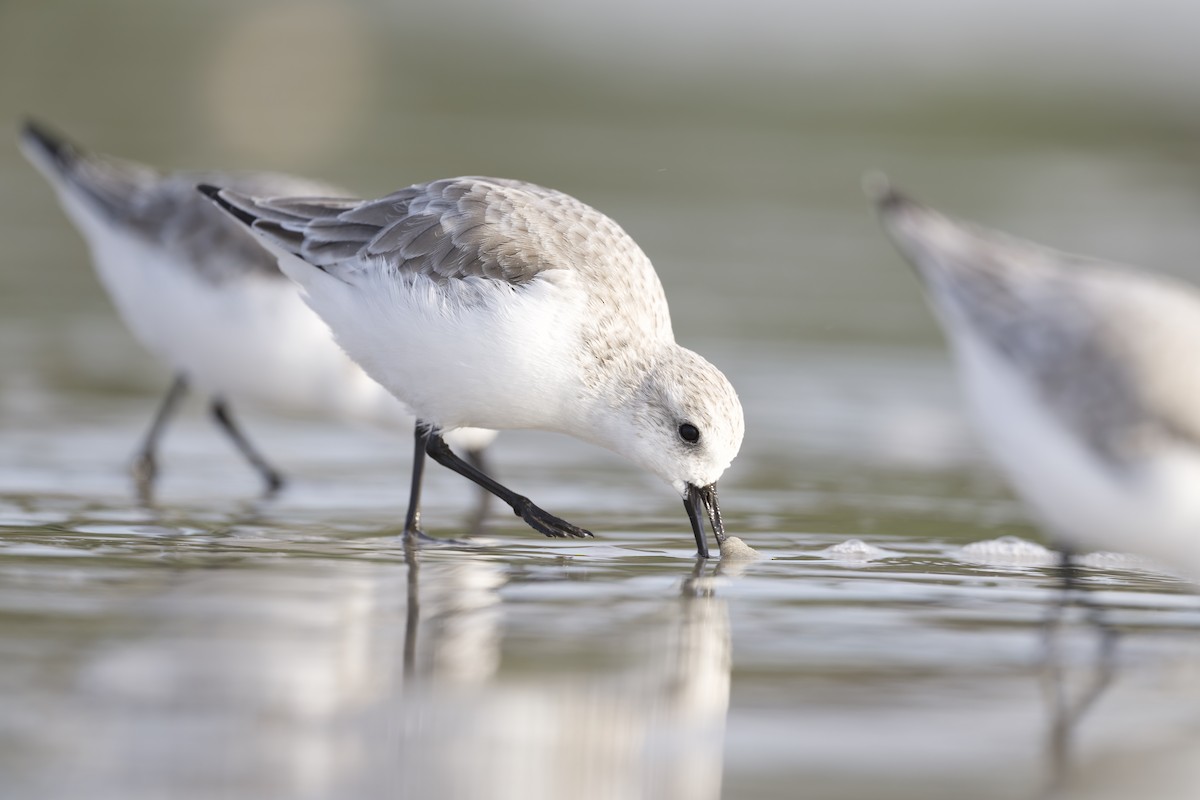 Sanderling - ML646956809