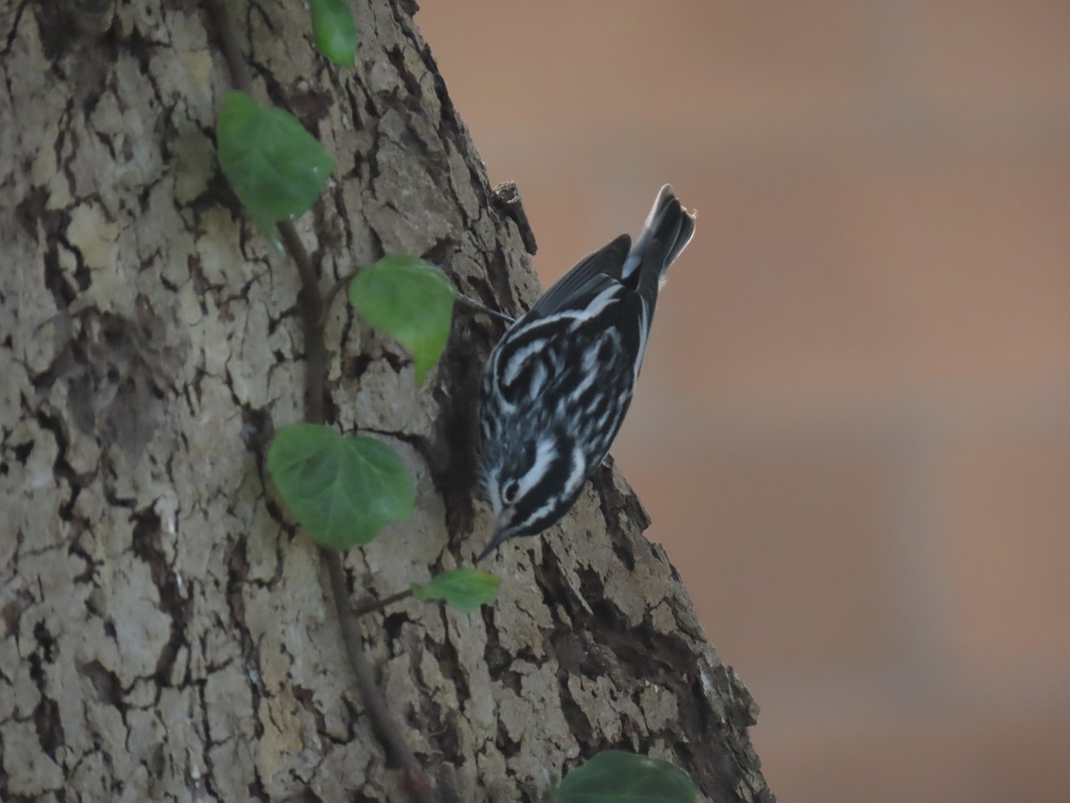 klatreparula - ML646956810