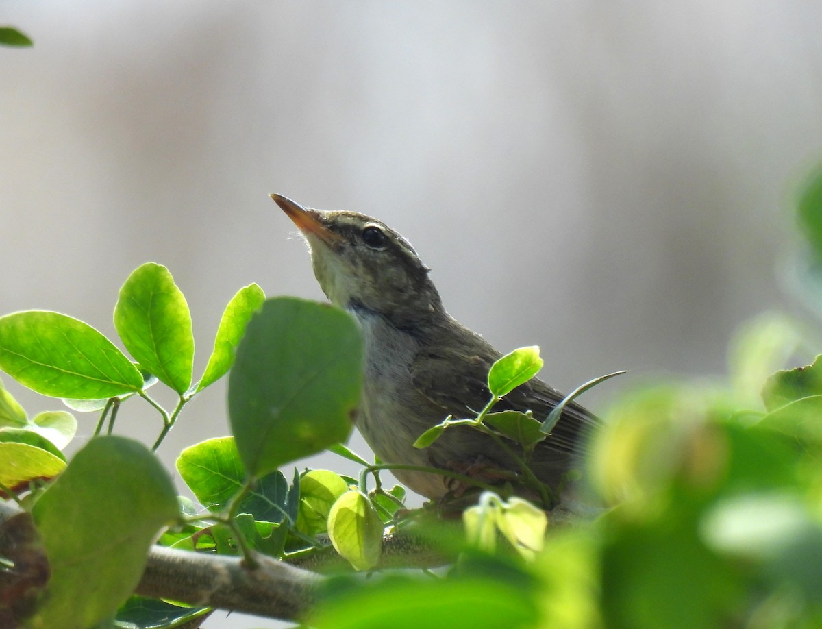 Arctic/Kamchatka Leaf Warbler - ML646956811