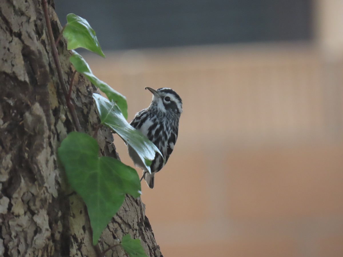 klatreparula - ML646956812