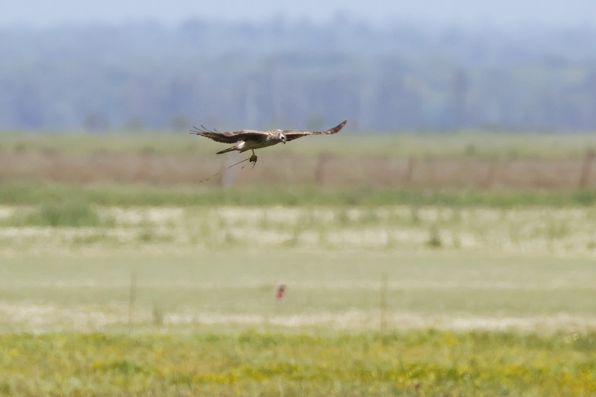 moták pilich - ML646956815