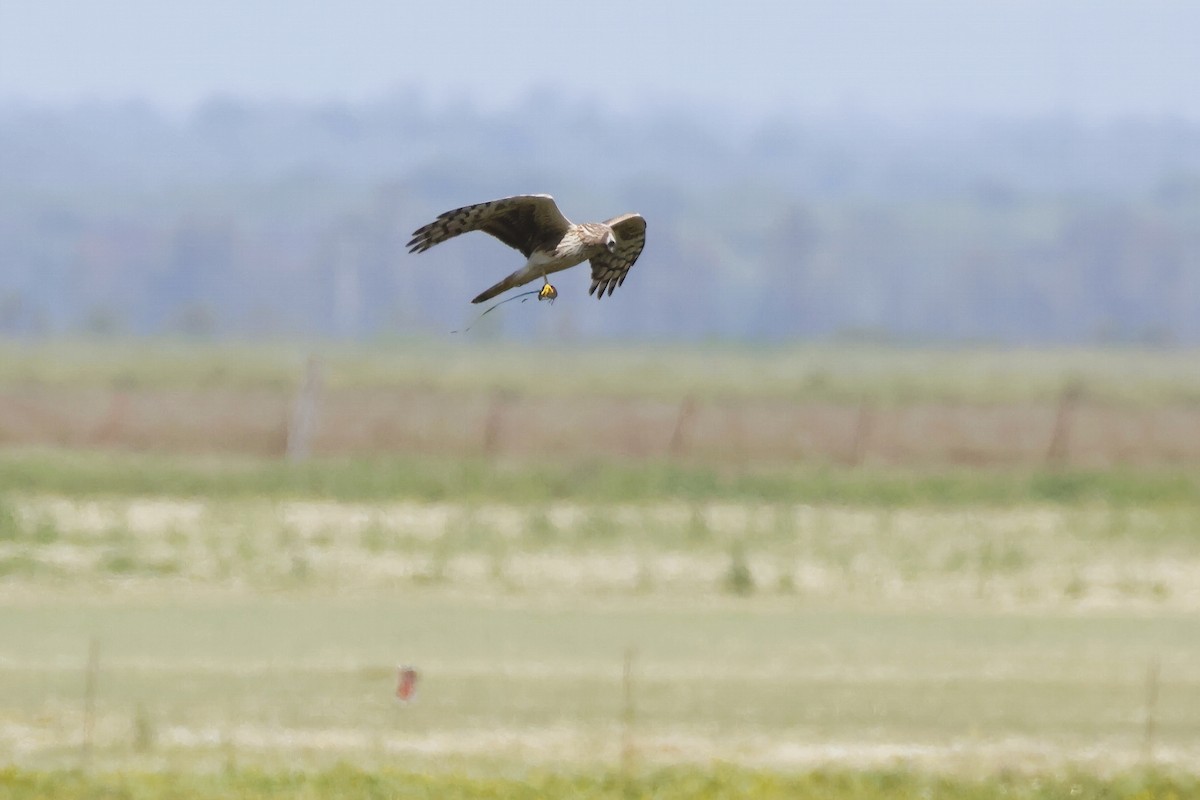 moták pilich - ML646956816