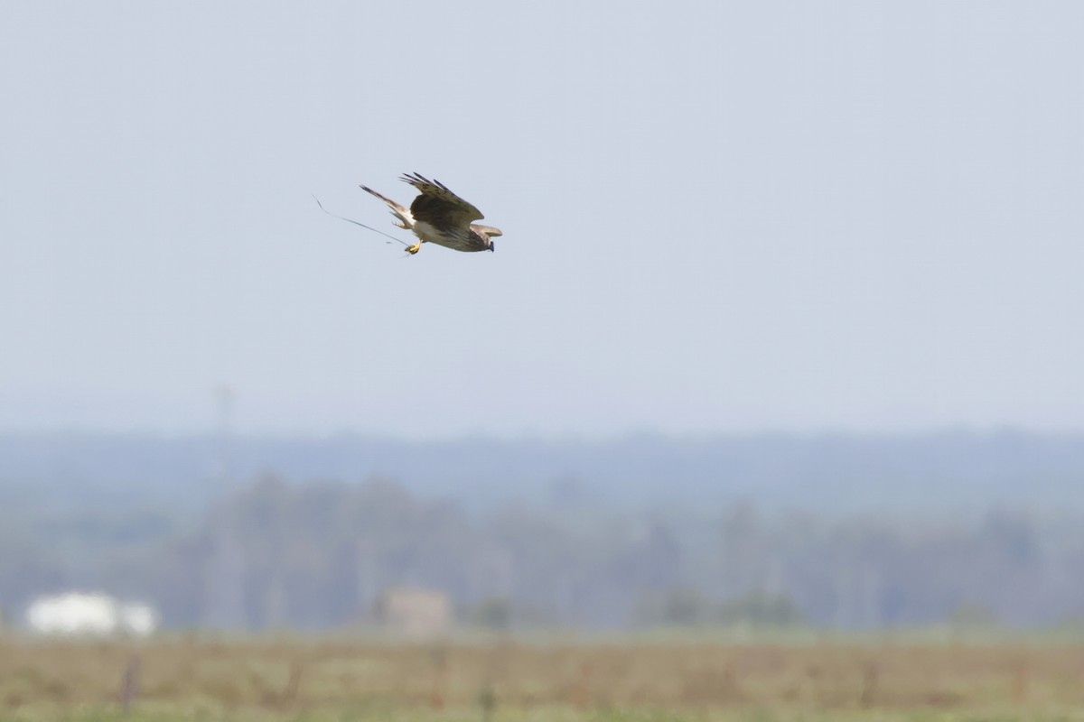 moták pilich - ML646956817