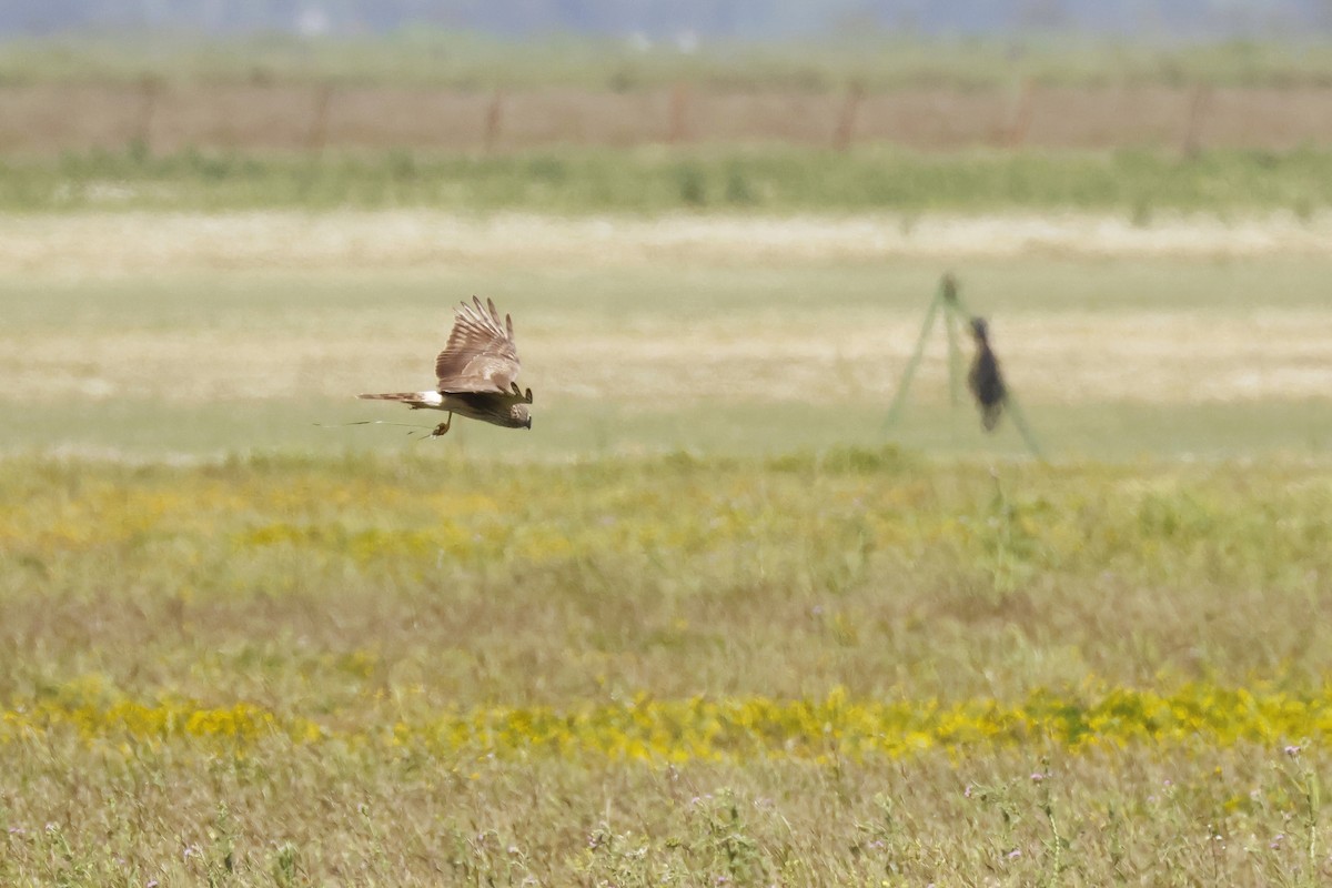 moták pilich - ML646956818