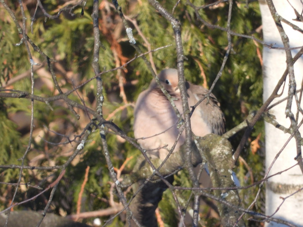 Zenaida Huilota - ML646956819