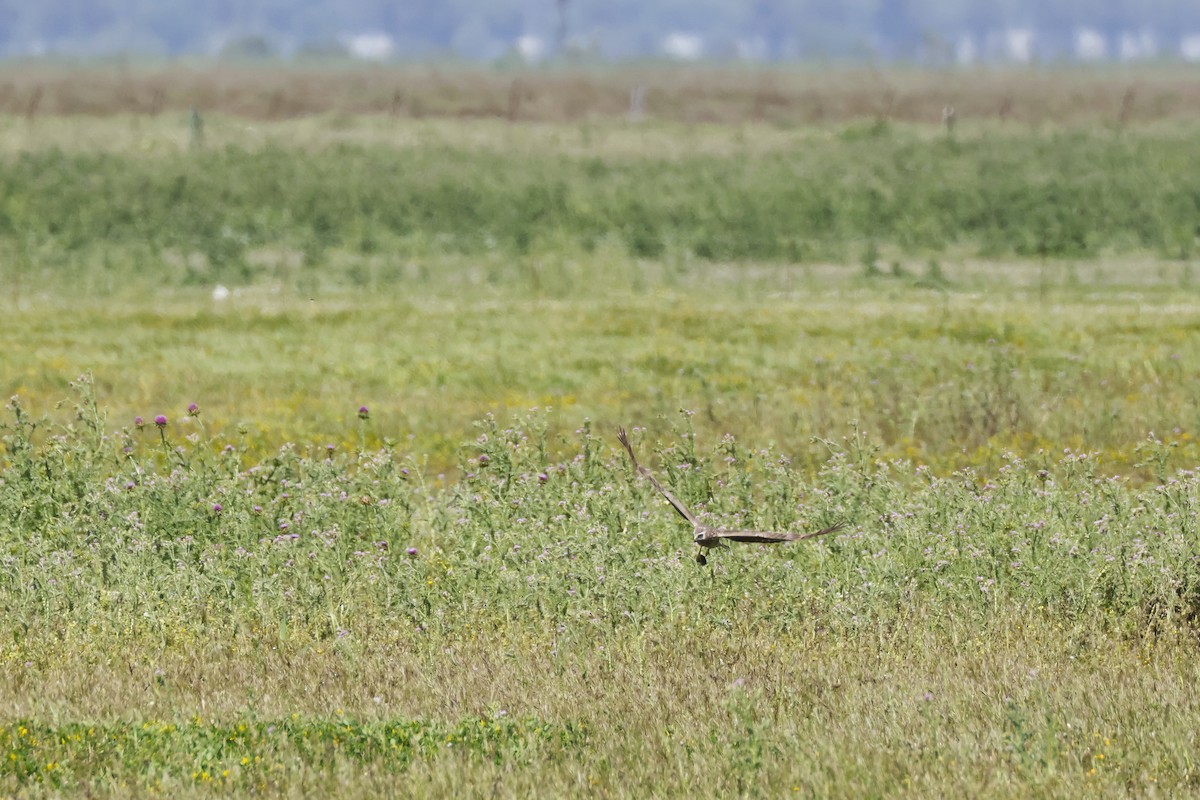 moták pilich - ML646956820