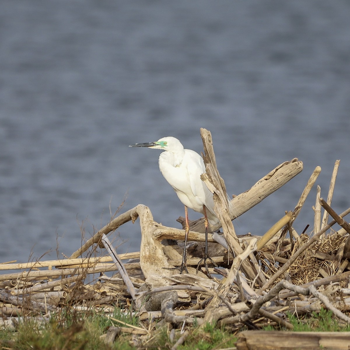 Seidenreiher - ML646956821