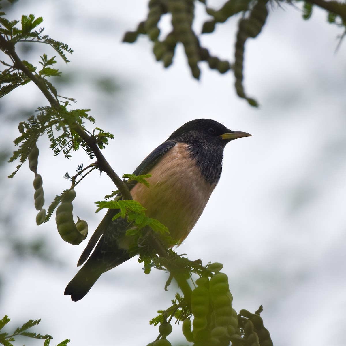 Rosy Starling - ML646956822