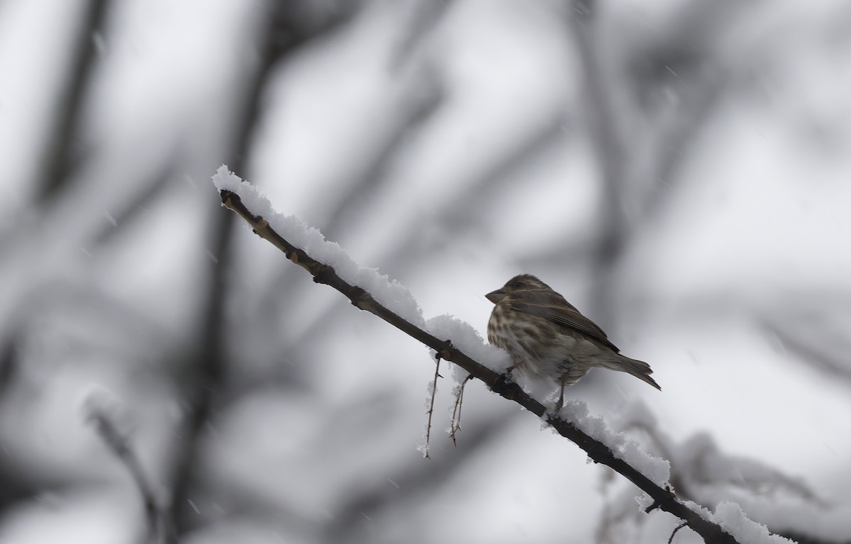 Purpurgimpel - ML646956823