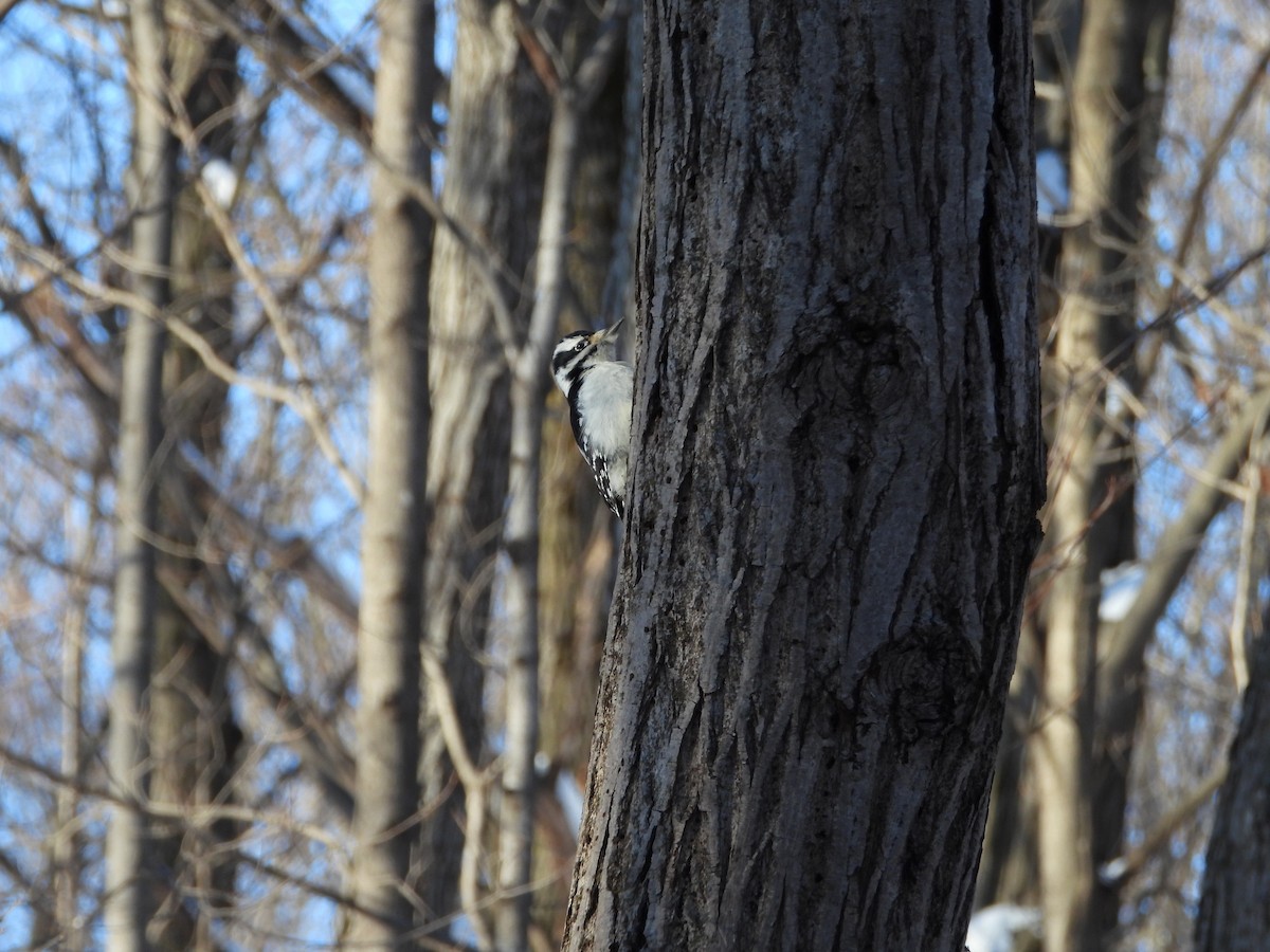 Downy Woodpecker - ML646956825