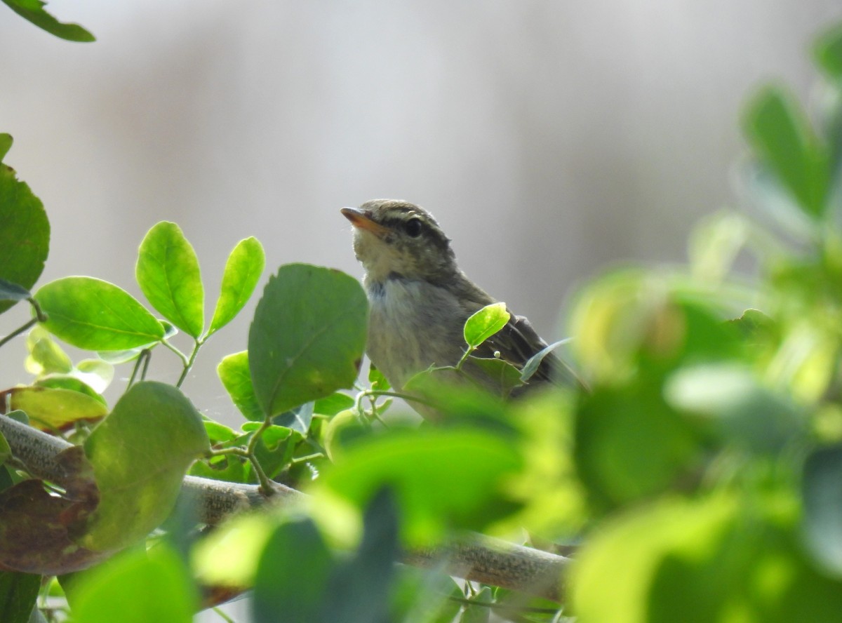Arctic/Kamchatka Leaf Warbler - ML646956826