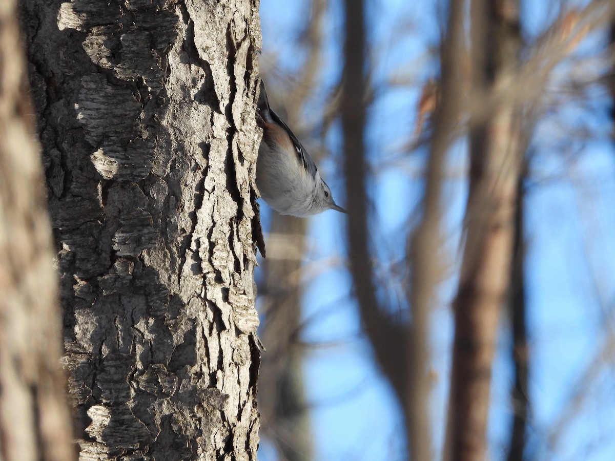 White-breasted Nuthatch - ML646956827