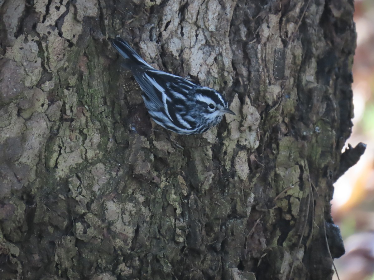 klatreparula - ML646956828