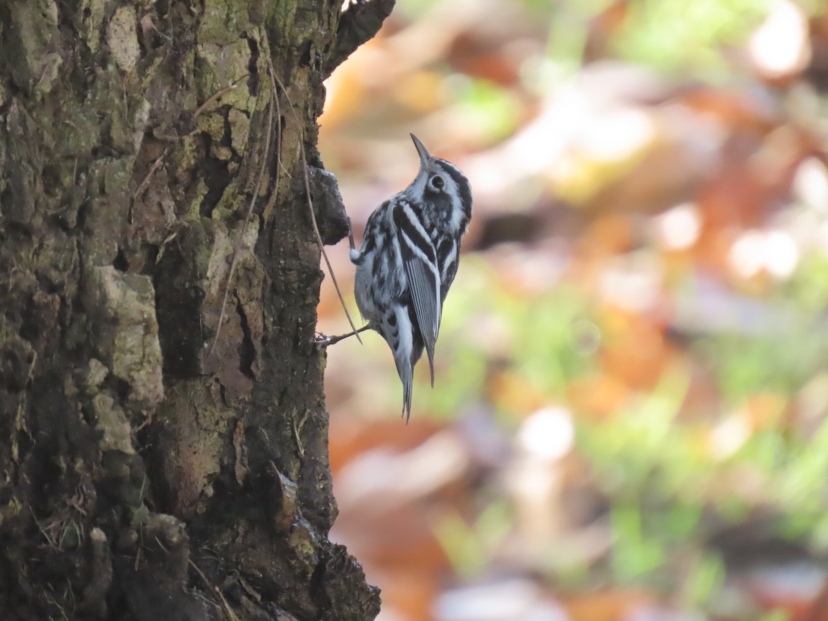 klatreparula - ML646956829