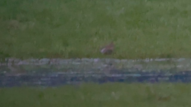 Sharp-tailed Sandpiper - ML646956831