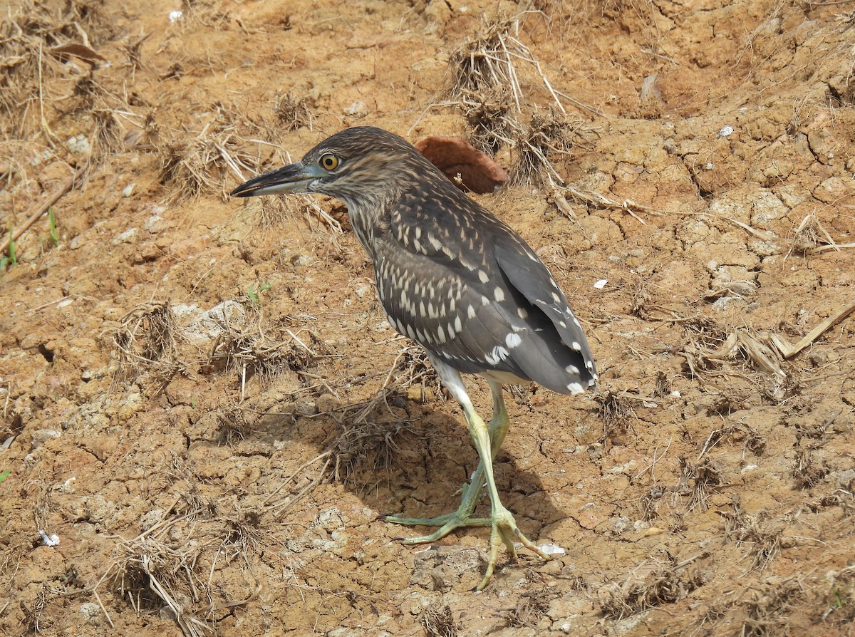 Amiltxori arrunta (eurasiarra) - ML646956834